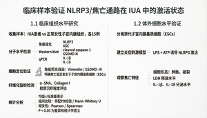 ┌── 1. 临床样本验证 NLRP3/焦亡通路在 IUA 中的激活状态
│
├───── 1.1 临床组织水平研究
│        │
│        ├─ 收集样本：IUA患者 vs 正常女性子宫内膜组织，各15例
│        │
│        ├─ 分子水平检测
│        │     ├─ 免疫组化、Western blot、qPCR
│        │     ├─ 检测：NLRP3、ASC、cleaved caspase-1、GSDMD-N、IL-1β、IL-18
│        │     └─ 定位与表达水平分析
│        │
│        ├─ 细胞定位验证
│        │     └─ 免疫荧光双染：Vimentin / GSDMD‑N
│        │           明确焦亡是否发生于子宫内膜基质细胞（ESCs）
│        │
│        ├─ 纤维化指标检测
│        │     ├─ α‑SMA、Collagen I
│        │     └─ 胶原沉积程度评估
│        │
│        └─ 统计分析
│              ├─ 均值±标准差表示
│              ├─ 组间比较：非配对t检验 / Mann‑Whitney U
│              ├─ 相关性：Pearson / Spearman
│              └─ P < 0.05 为差异有统计学意义
│
└───── 1.2 体外细胞水平验证
         │
         ├─ 分离原代子宫内膜基质细胞（ESCs）
         │
         ├─ 建立体外炎症刺激模型
         │     └─ LPS + ATP 诱导 NLRP3 激活
         │
         └─ 观察焦亡特征
               ├─ 细胞形态：肿胀、破裂
               ├─ LDH 释放水平
               └─ IL‑1β、IL‑18 分泌水平
