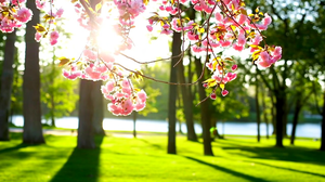 春天周末的公园，阳光明媚，柔和的晨光洒在繁花似锦的树木间，形成斑驳的光影；背景为盛开的樱花和新绿的草坪，远处有悠闲散步的人群和嬉戏的儿童；拍摄角度采用低角度仰拍，突出前景的花朵和树枝，捕捉温暖光线穿透叶隙的景象，整体氛围清新自然、生机盎然。